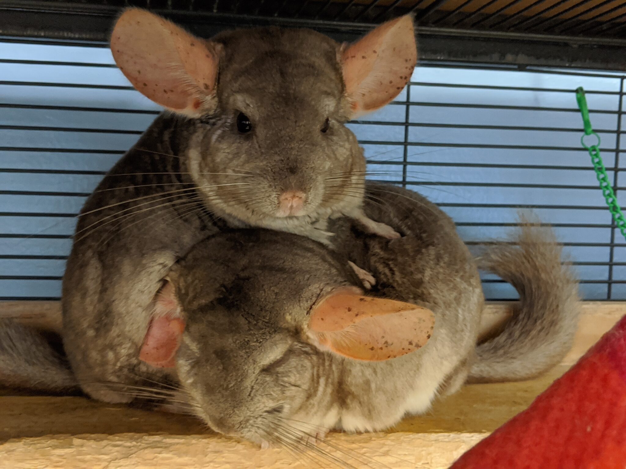 Education Enchanted Chinchillas