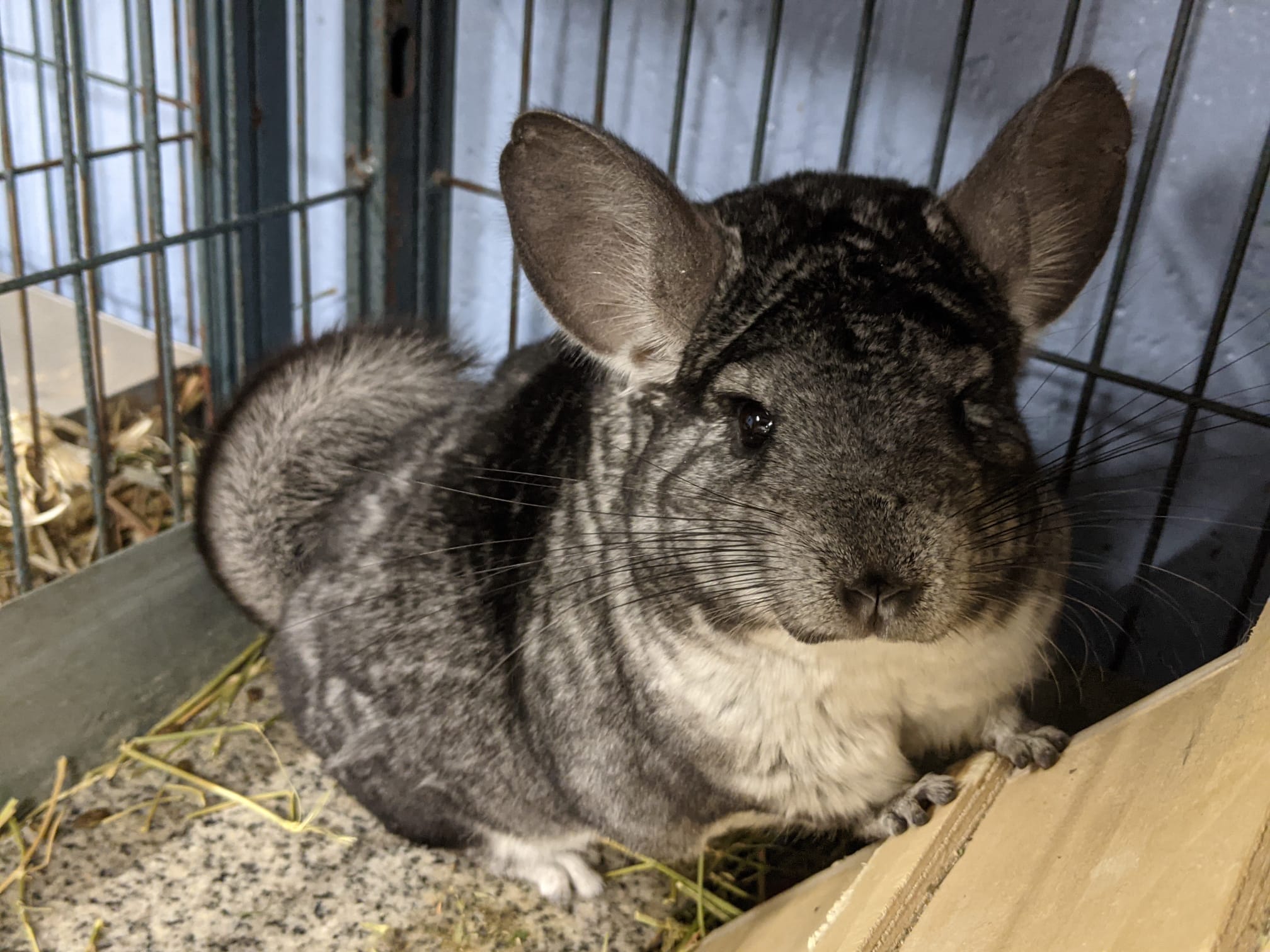 Adoption Enchanted Chinchillas