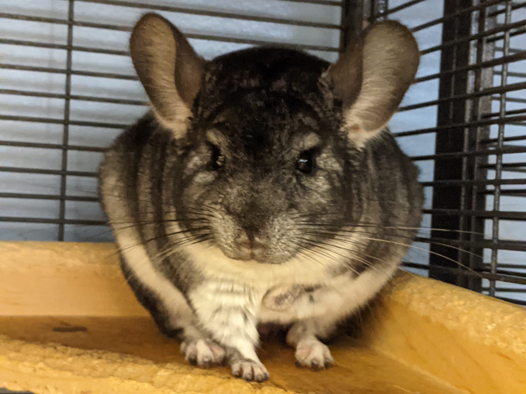 Adoption Enchanted Chinchillas