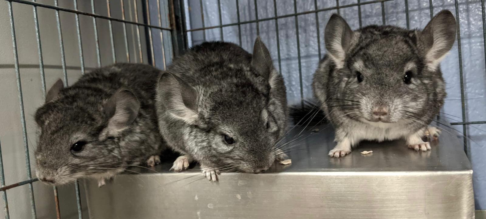 Adoption Enchanted Chinchillas