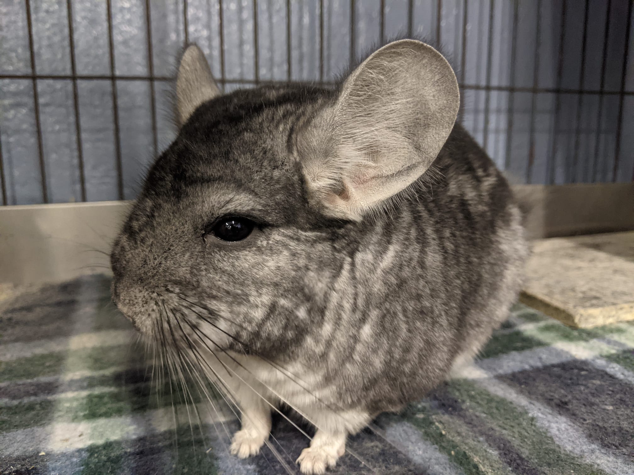 Fred Enchanted Chinchillas