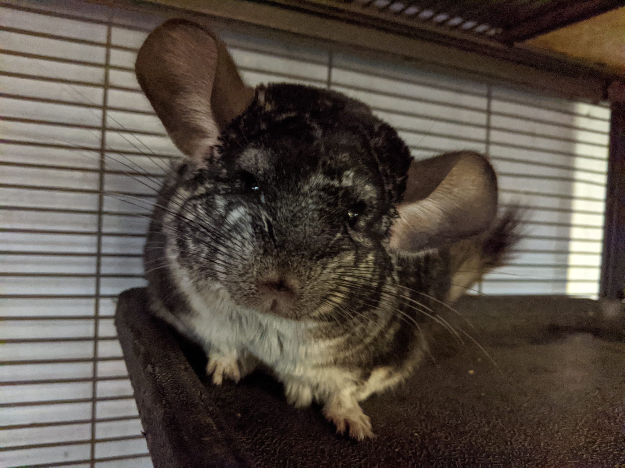 Adoption Enchanted Chinchillas