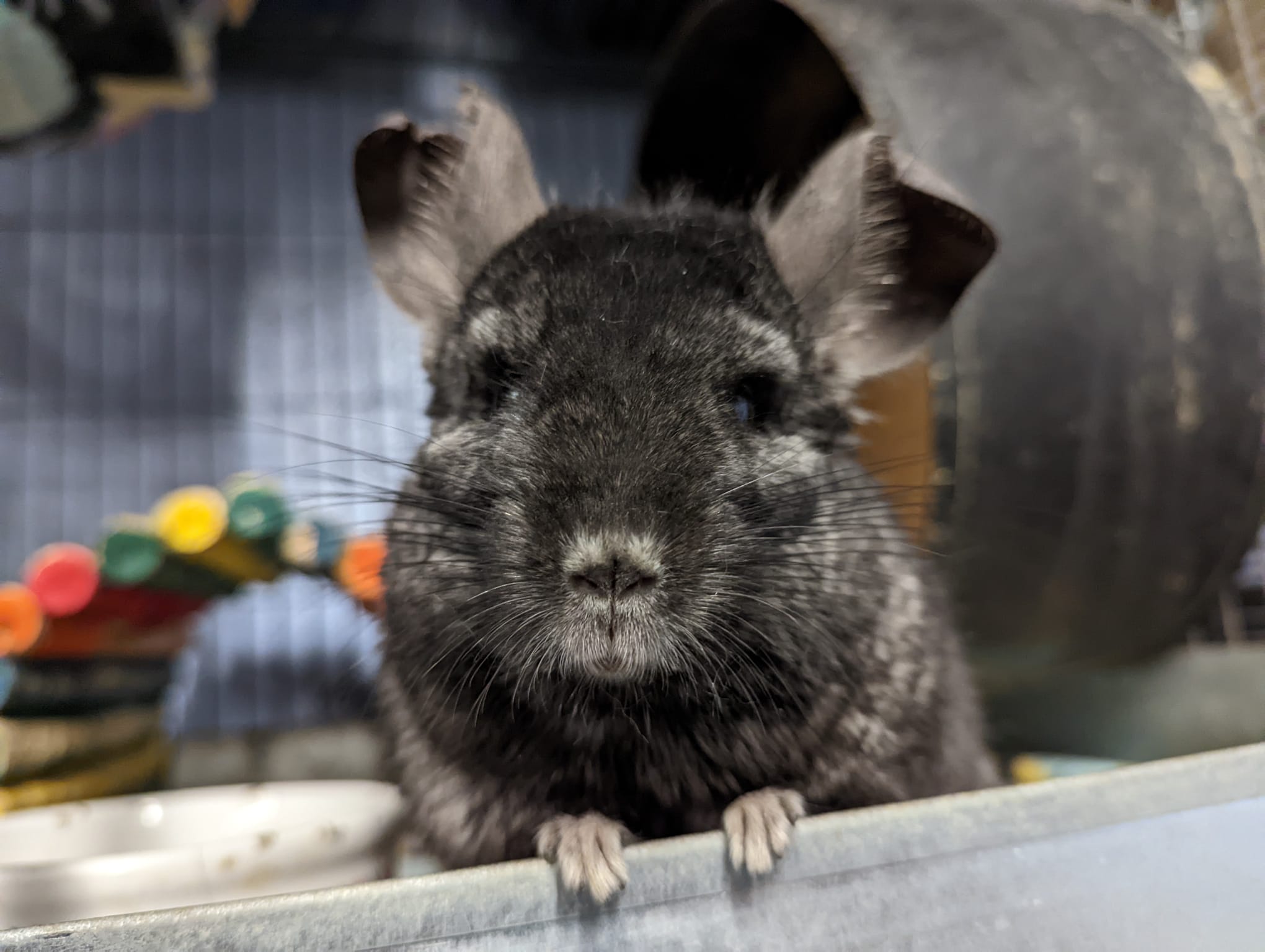 Adoption Enchanted Chinchillas