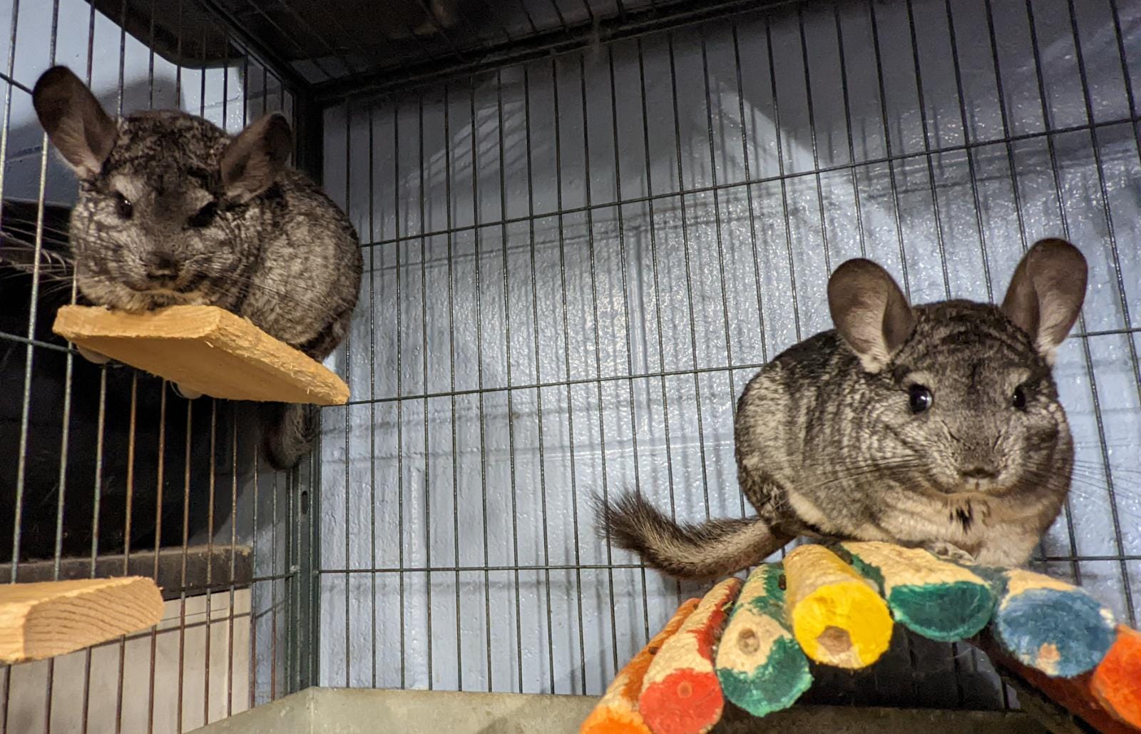 Adoption Enchanted Chinchillas
