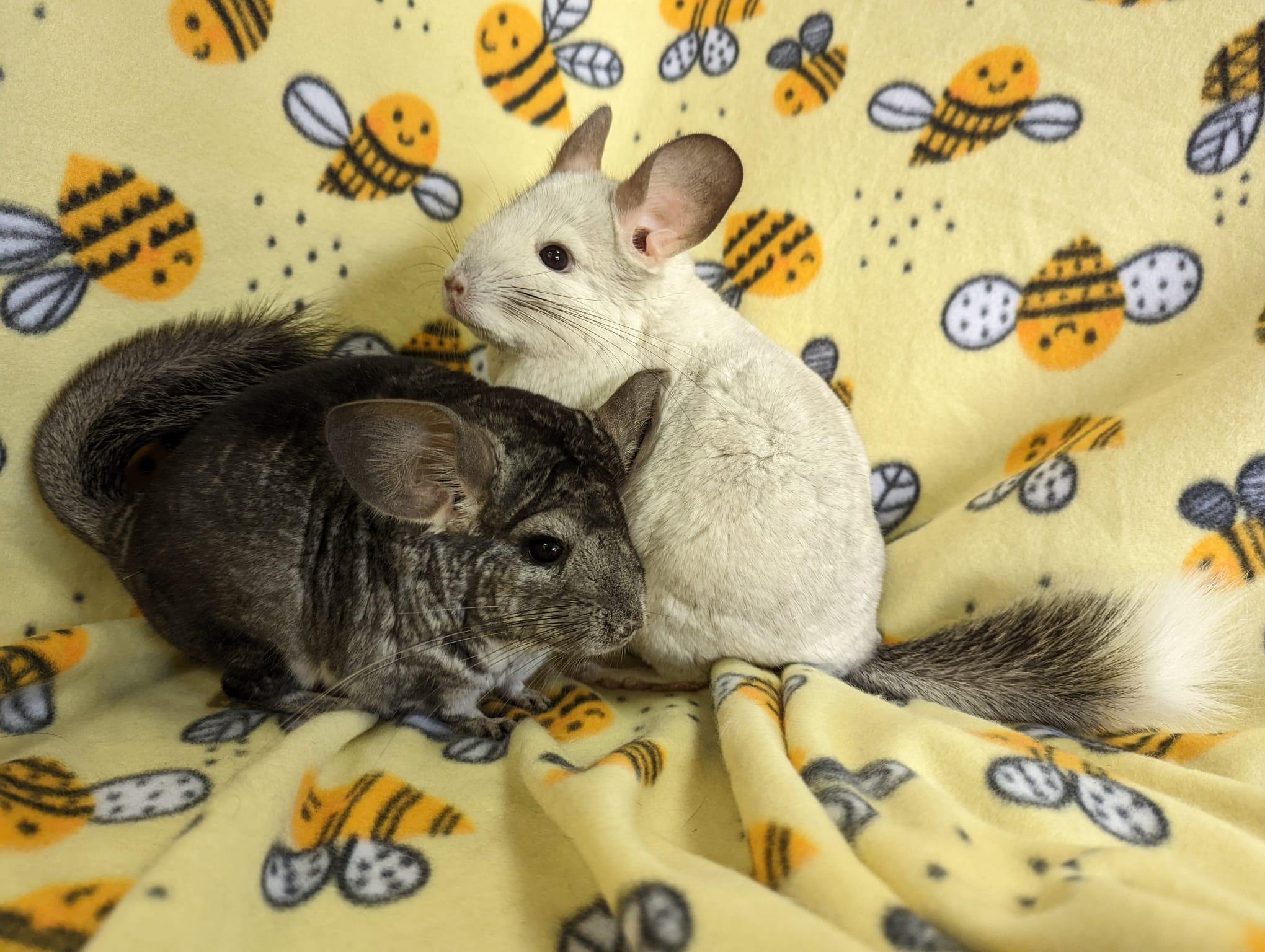 Adoption Enchanted Chinchillas