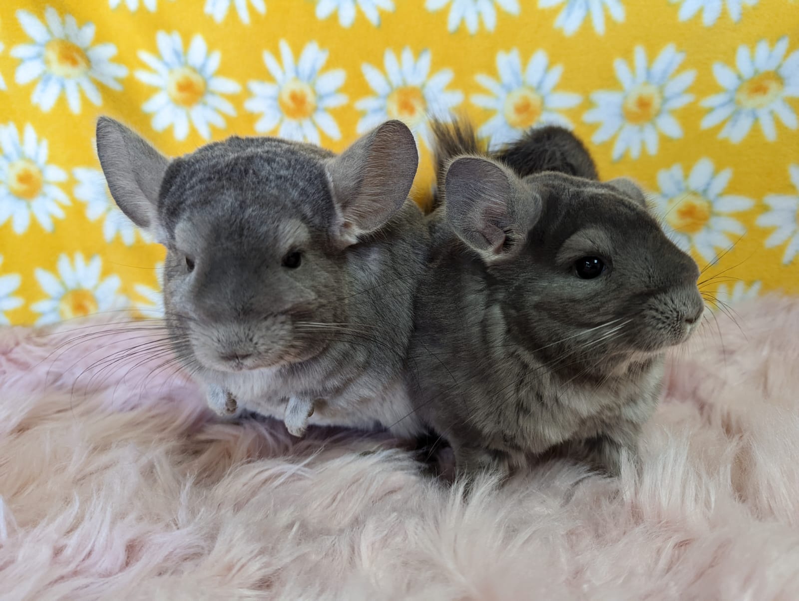 Adoption Enchanted Chinchillas