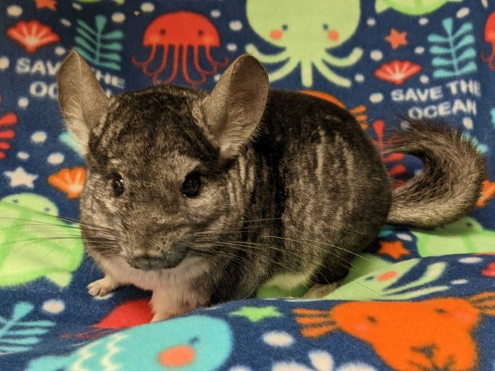 Adoption Enchanted Chinchillas
