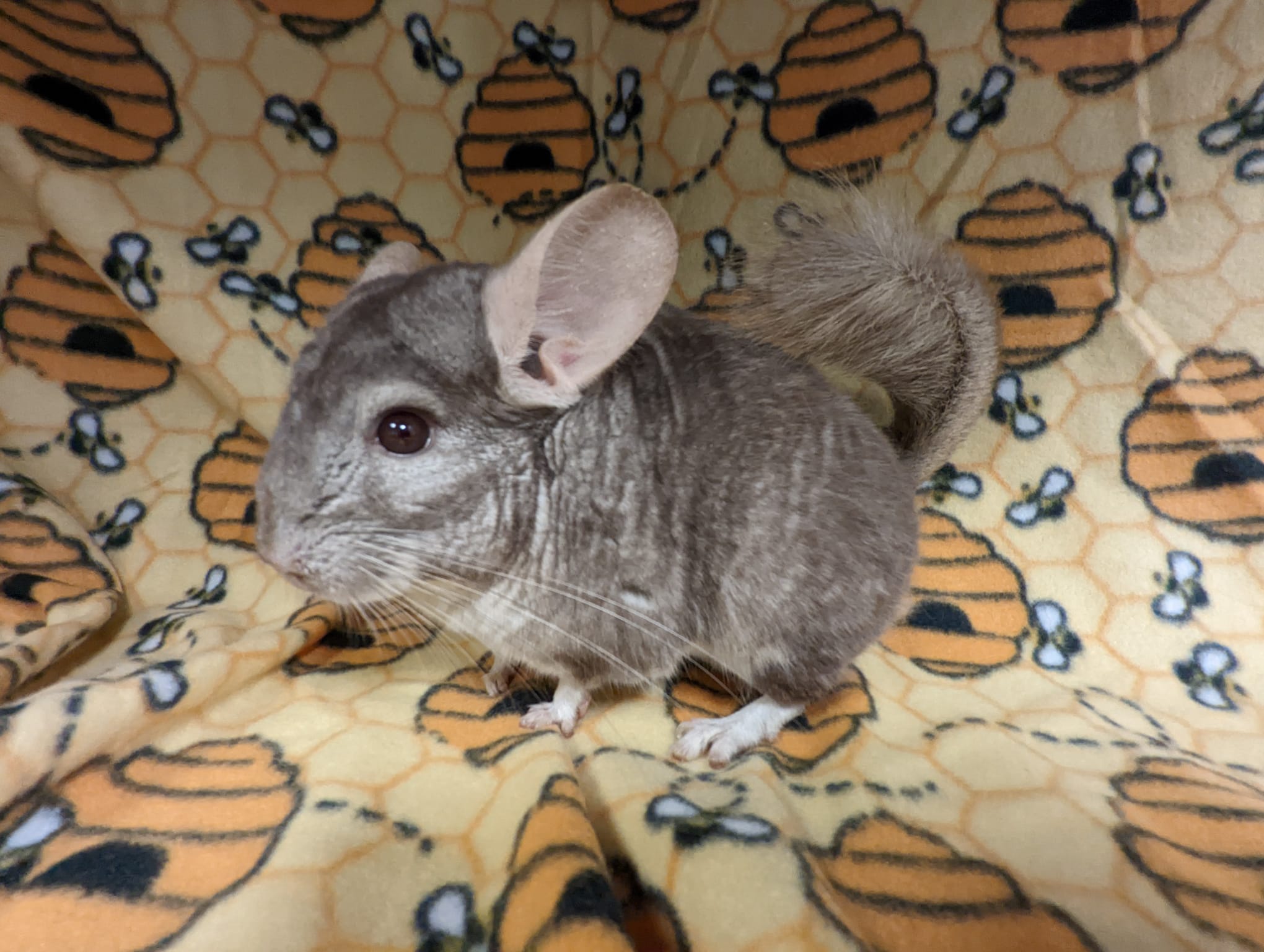 Adoption Enchanted Chinchillas