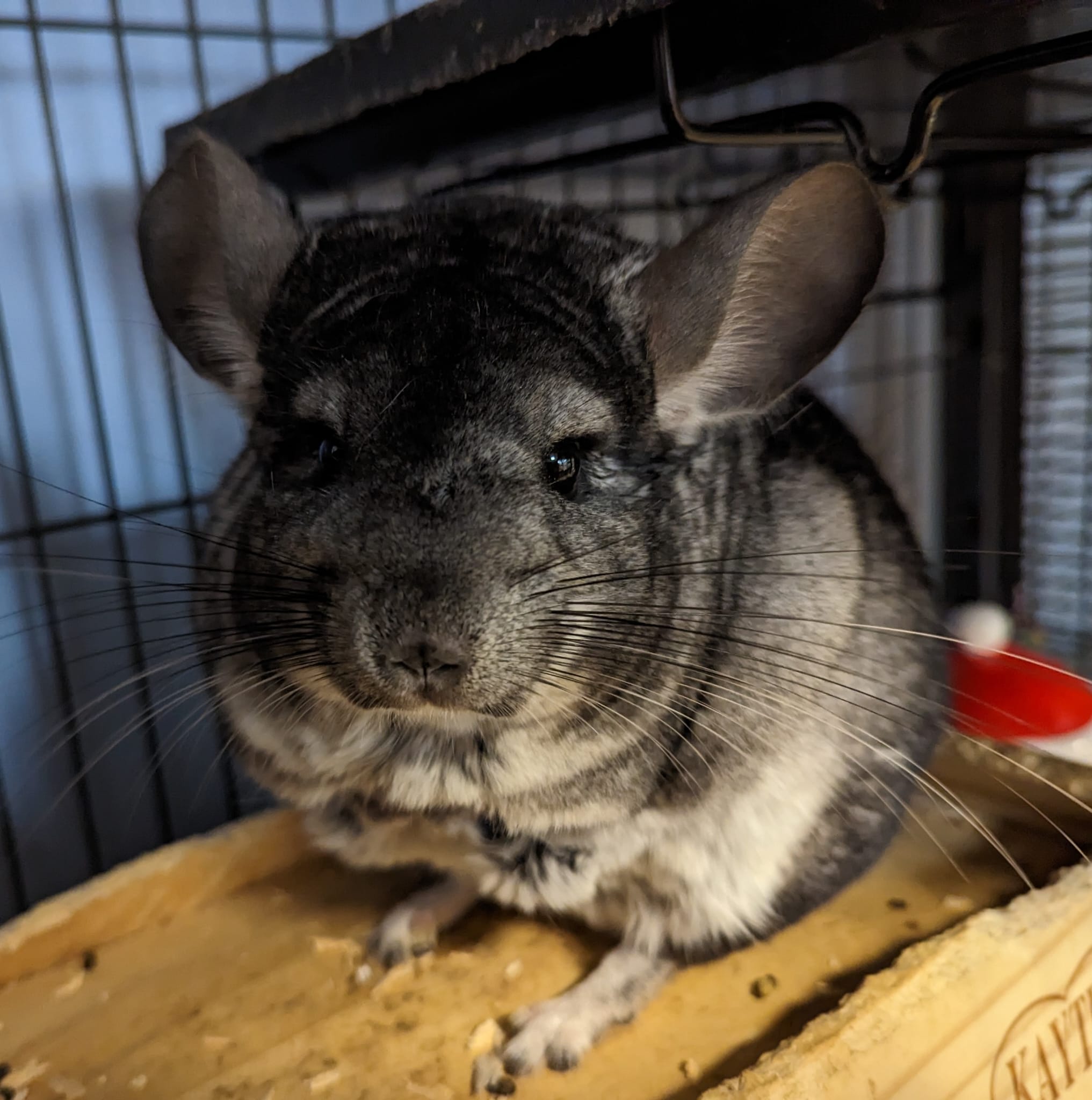 Adoption Enchanted Chinchillas