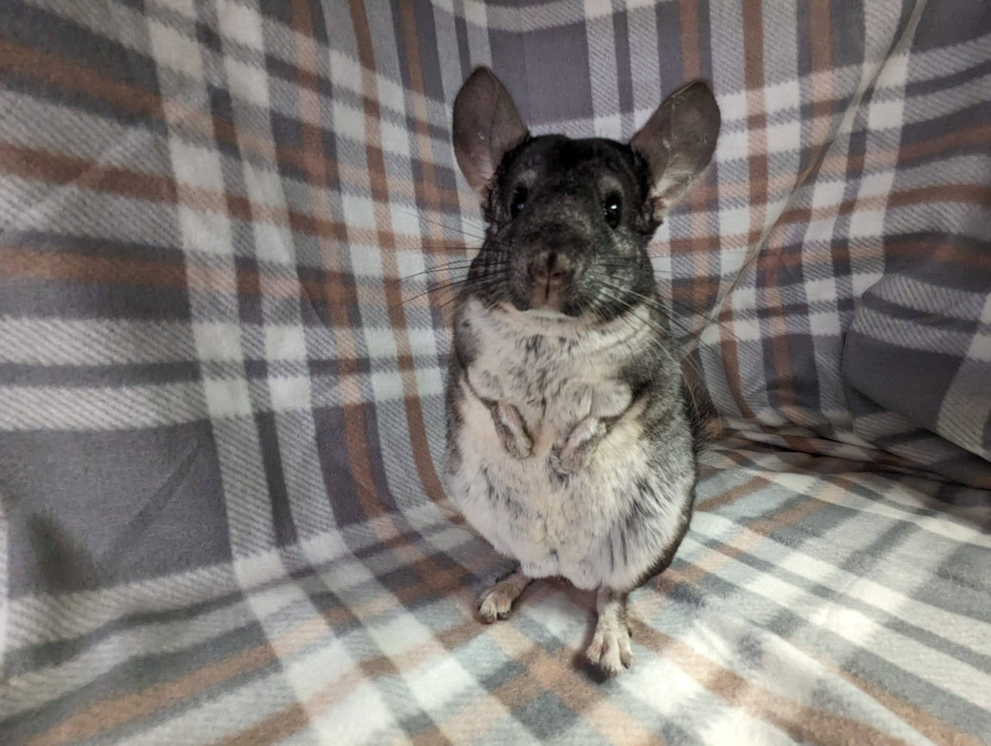 Adoption Enchanted Chinchillas