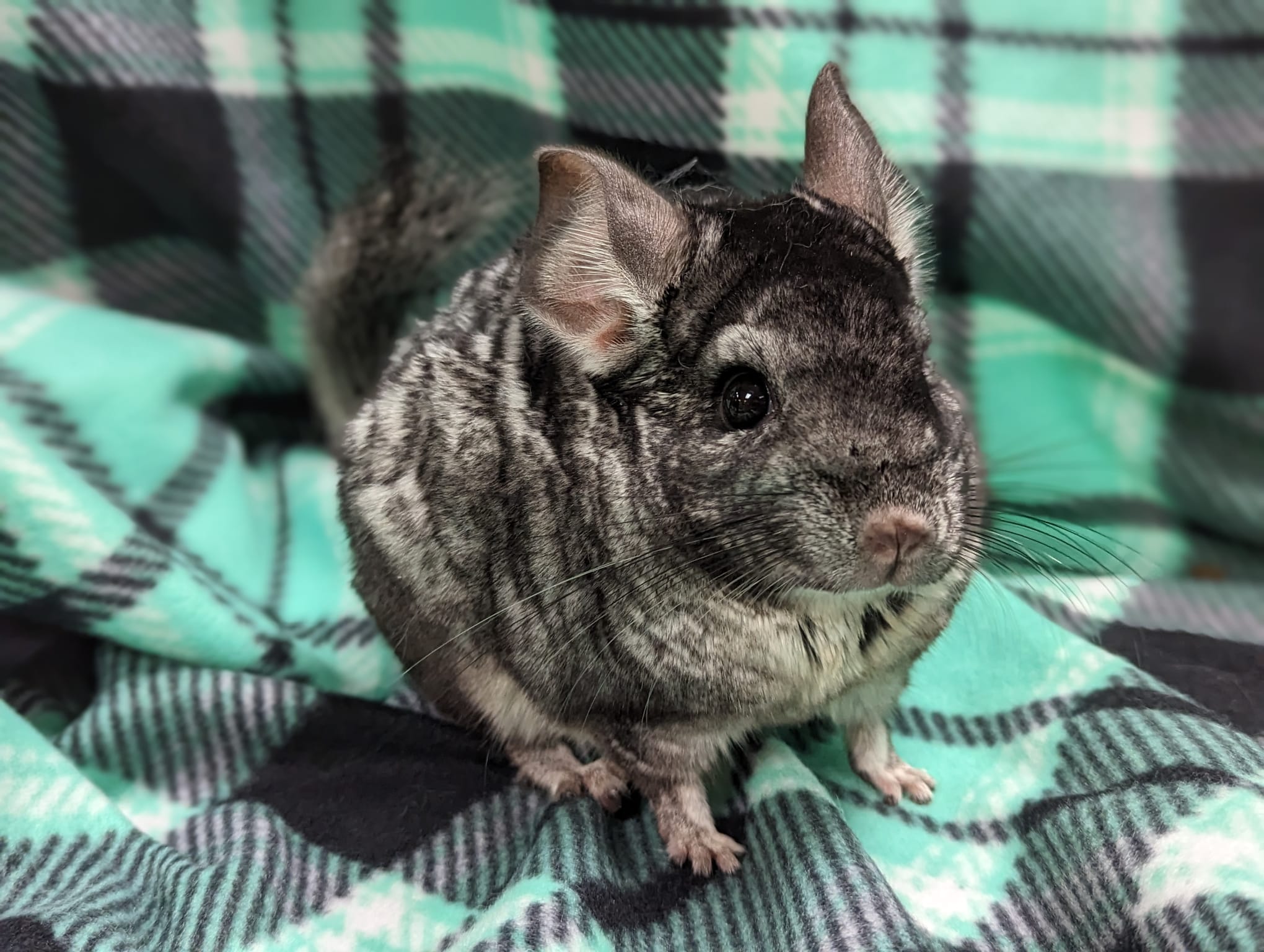 Adoption Enchanted Chinchillas