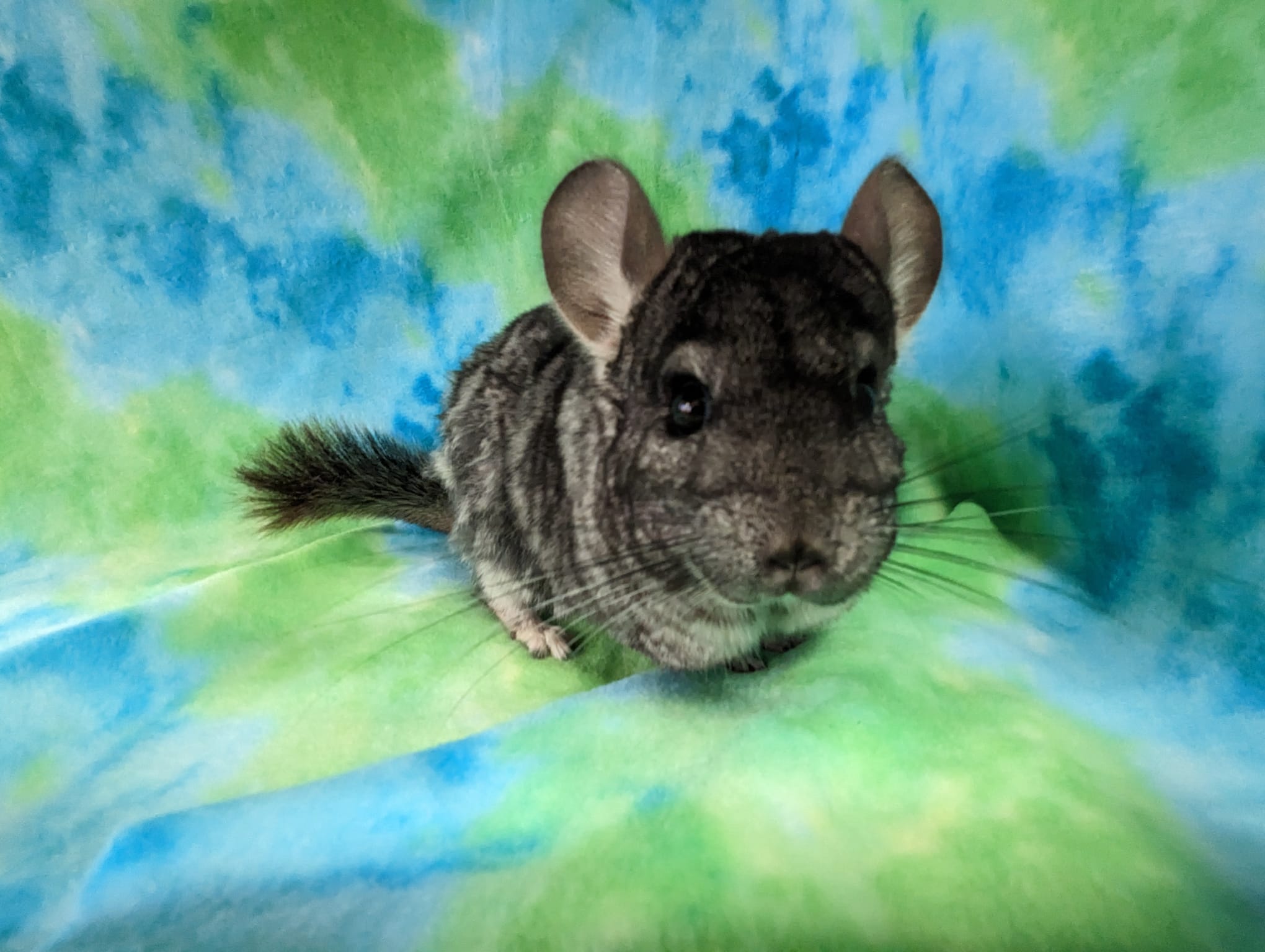 Adoption Enchanted Chinchillas