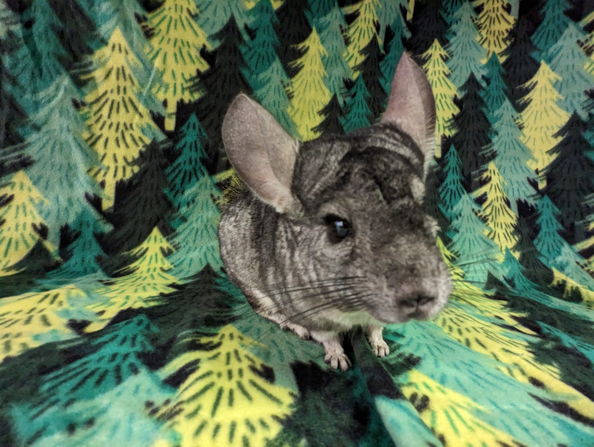 Adoption Enchanted Chinchillas