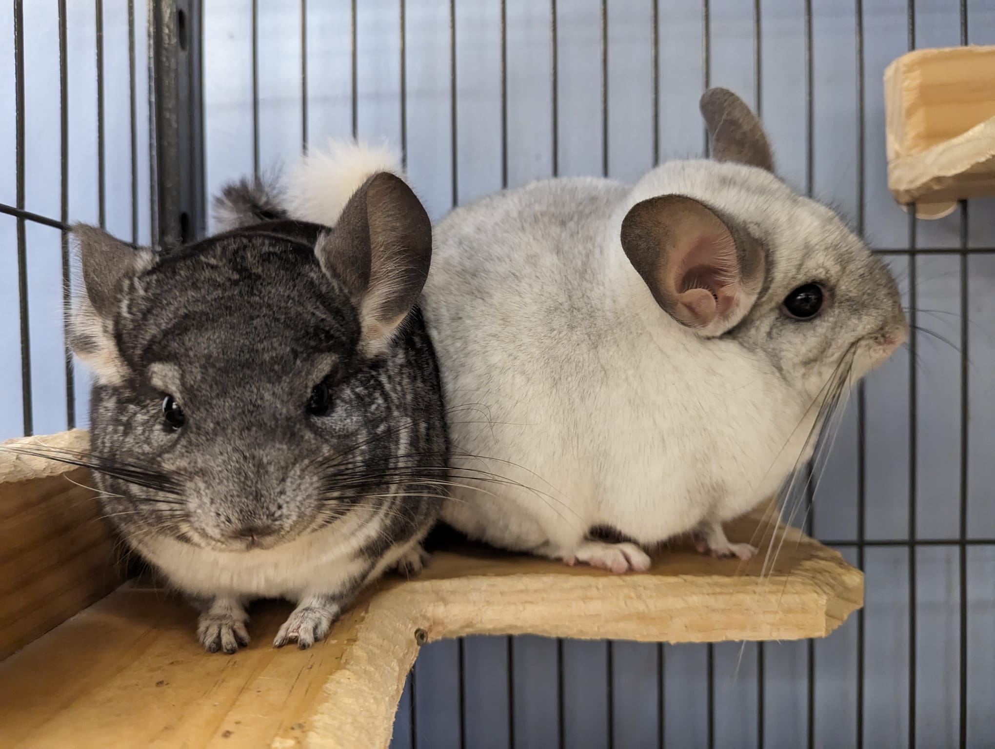 Adoption Enchanted Chinchillas