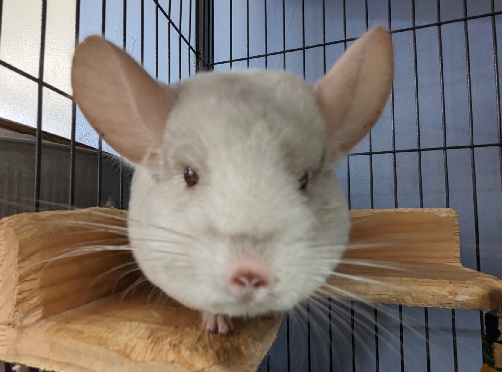 Adoption Enchanted Chinchillas
