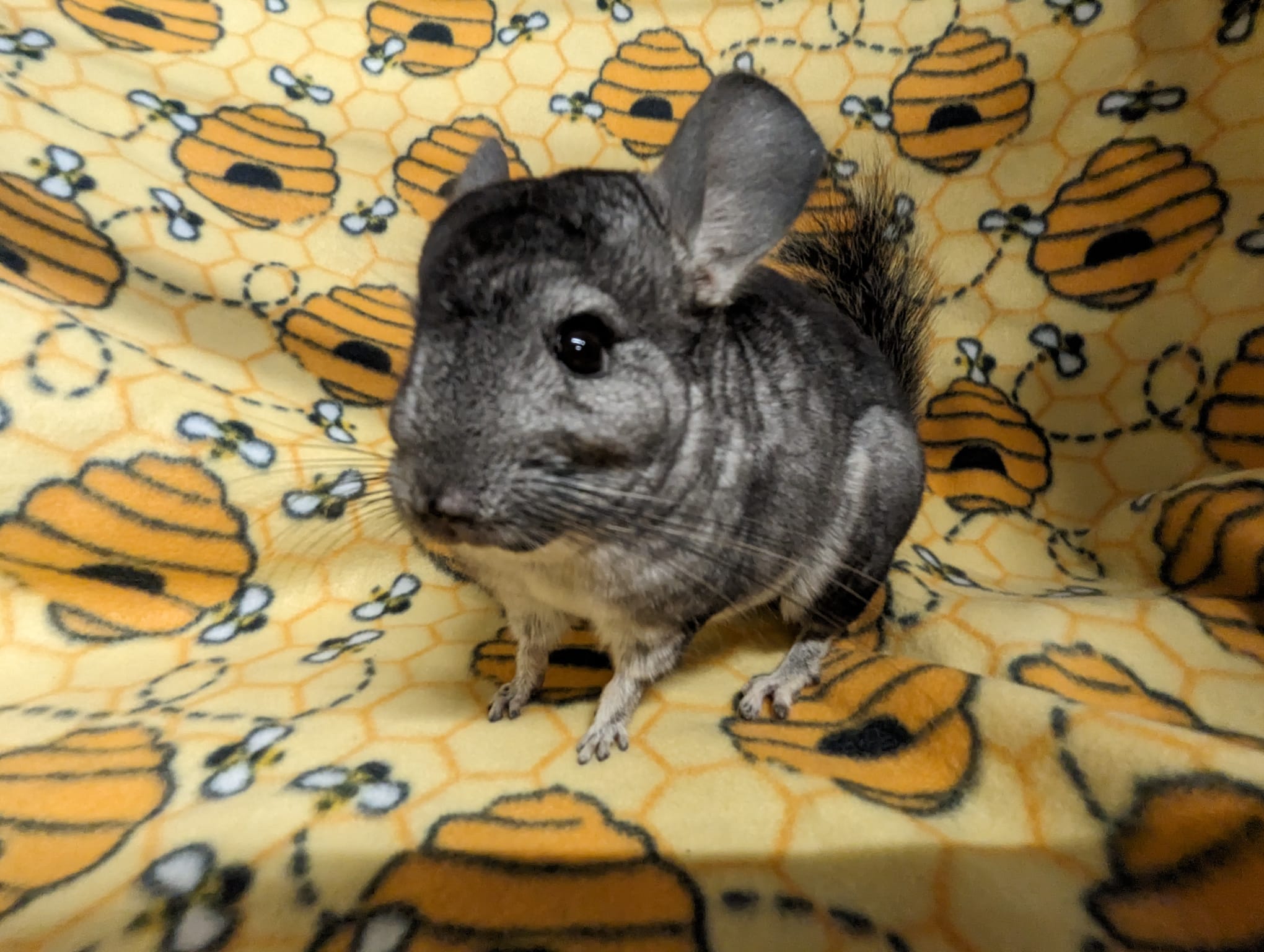 Adoption Enchanted Chinchillas