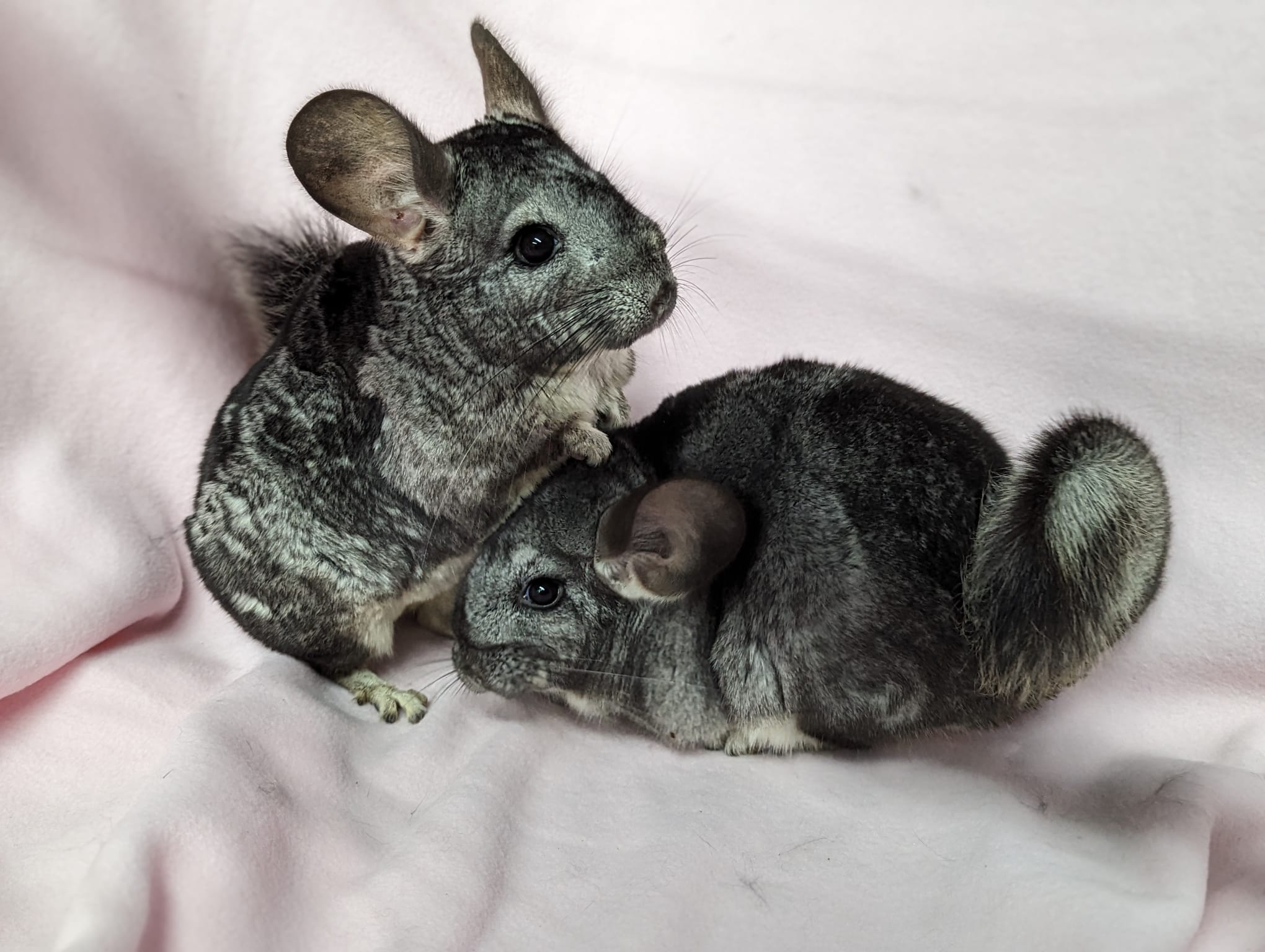 Adoption Enchanted Chinchillas