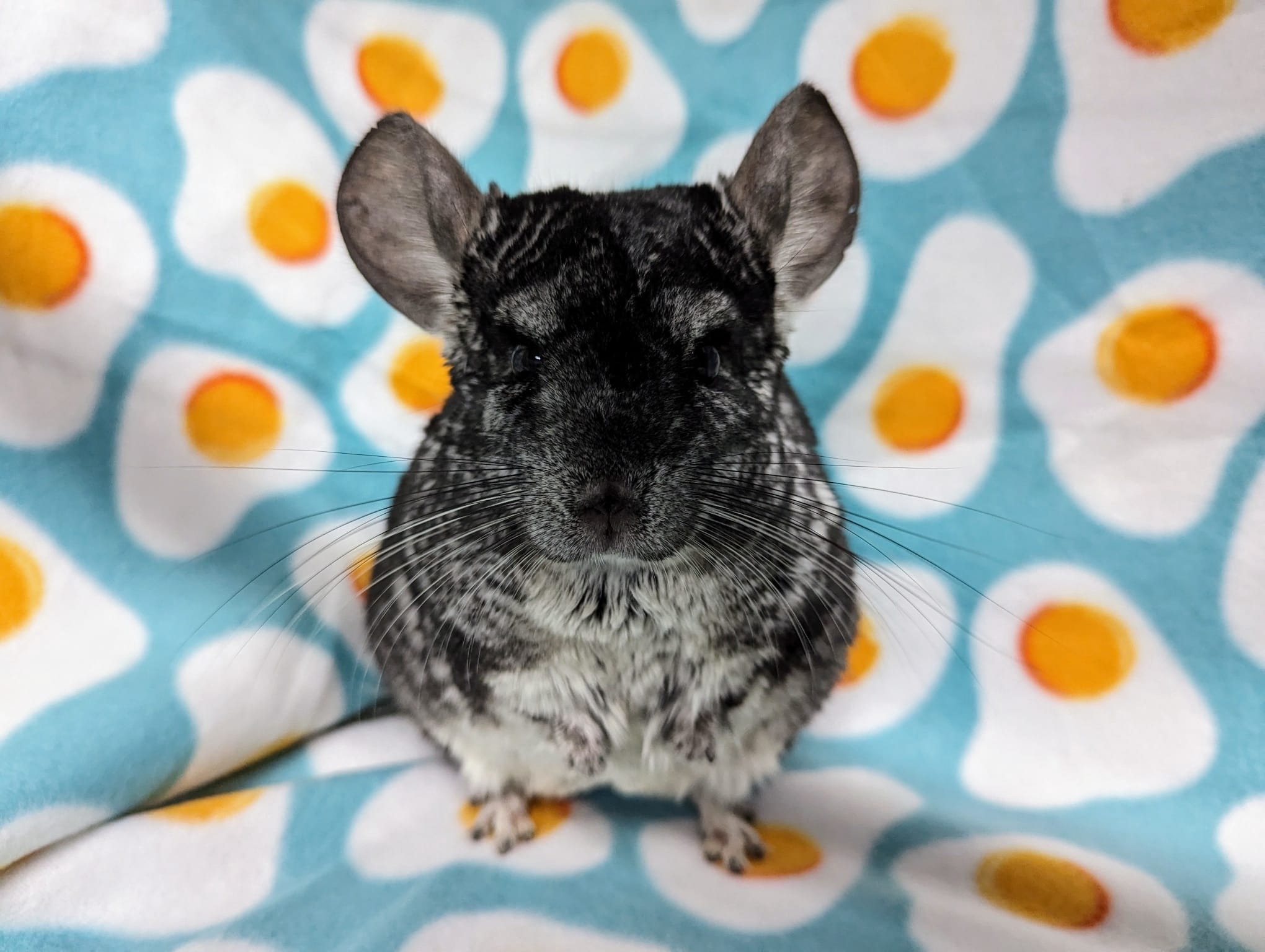 Adoption Enchanted Chinchillas