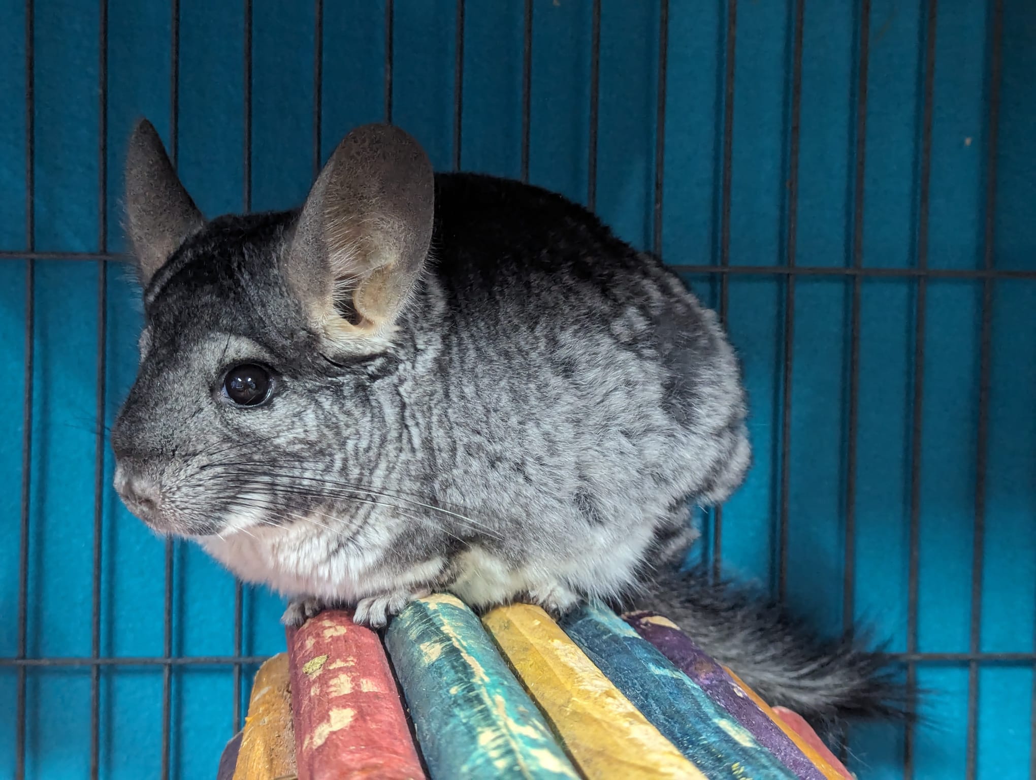 Adoption Enchanted Chinchillas