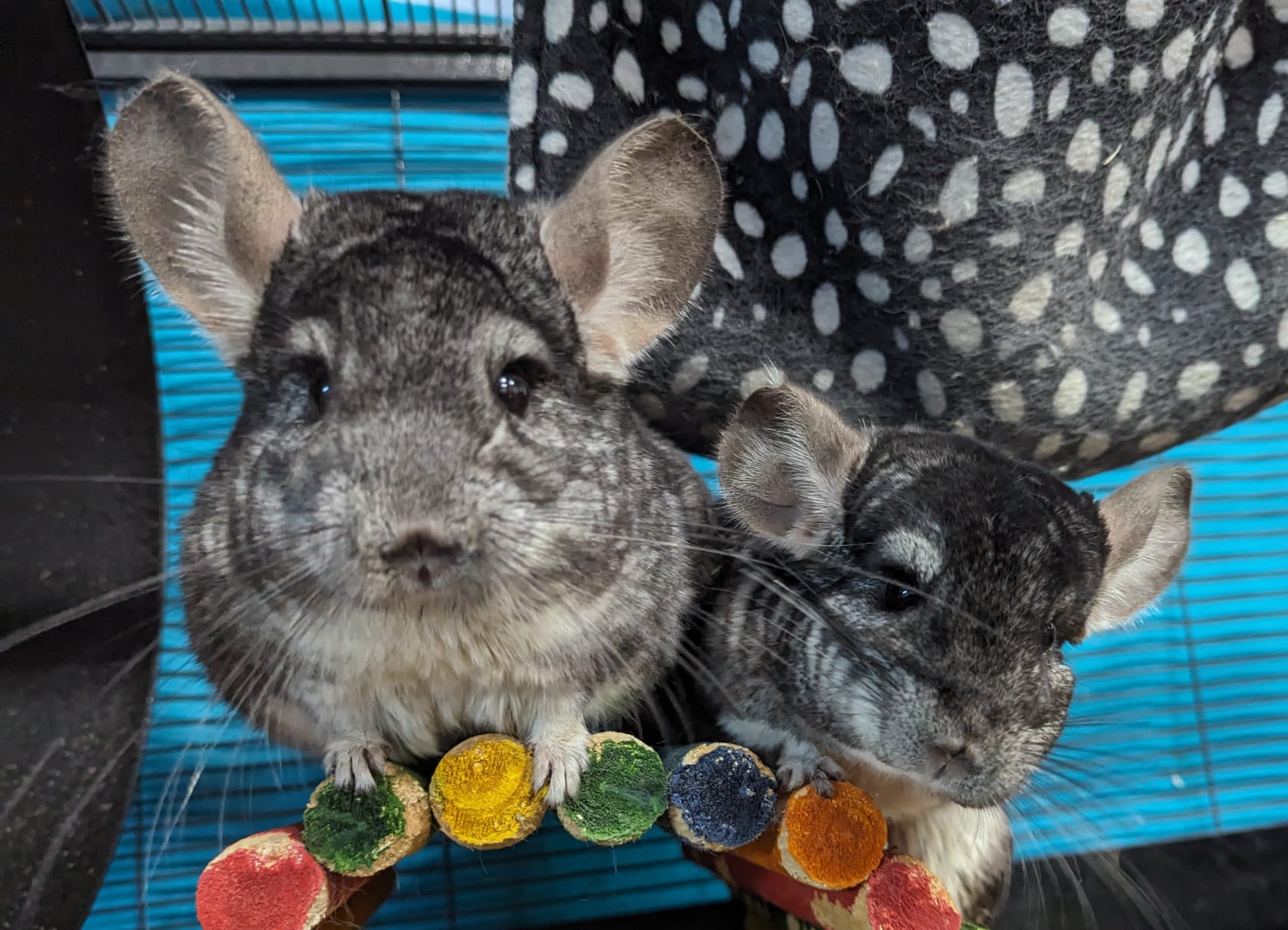 Adoption Enchanted Chinchillas