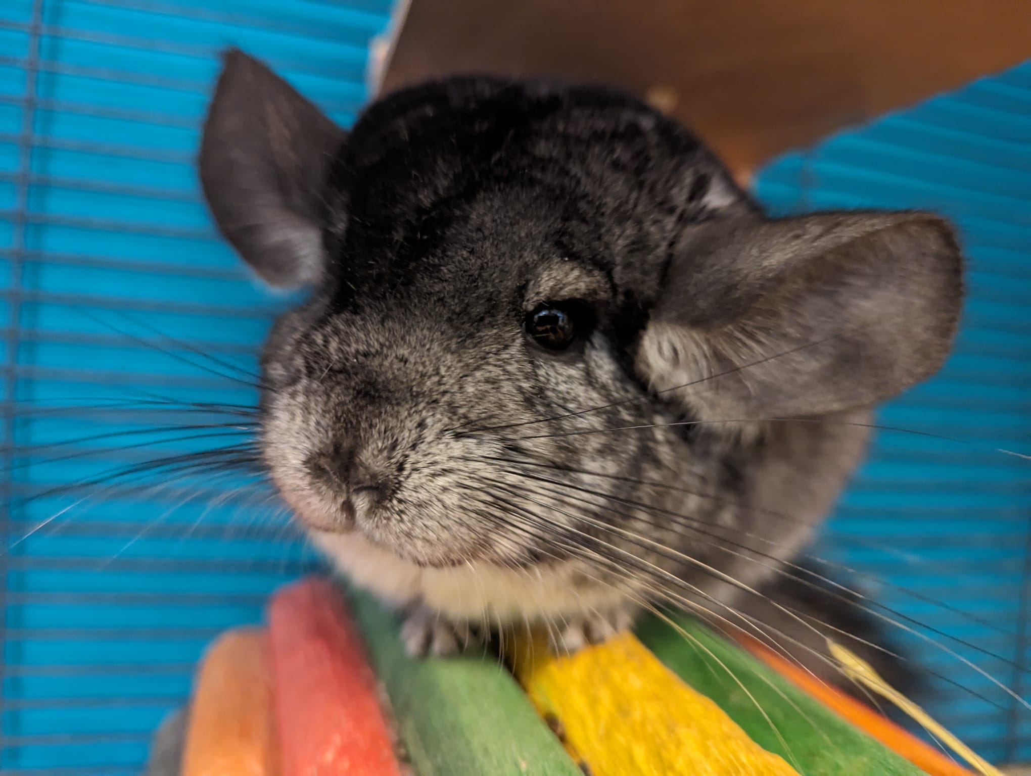 Adoption Enchanted Chinchillas