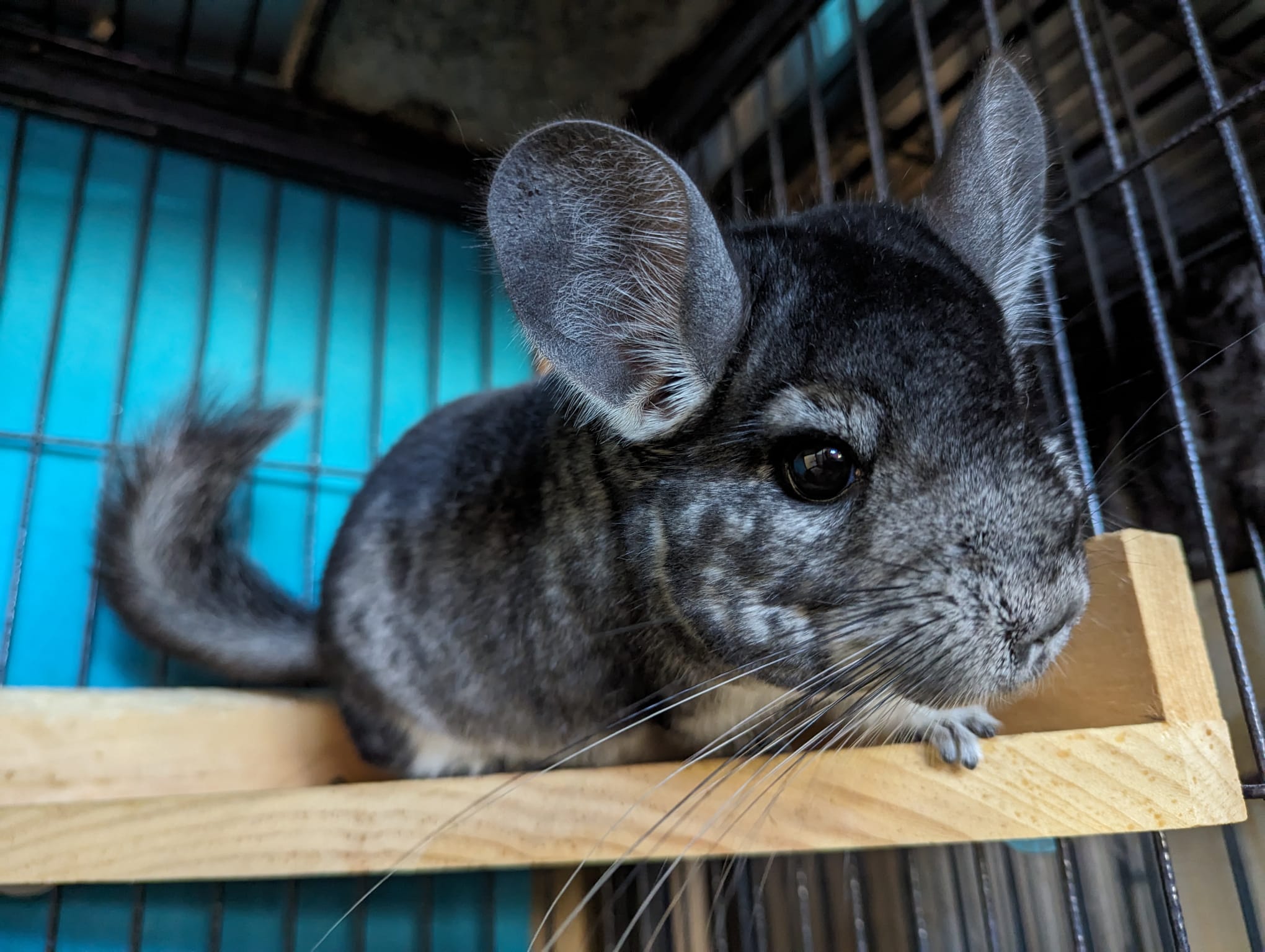Adoption Enchanted Chinchillas